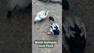 Welsh Harlequin Duck Flock [upl. by Iarised]