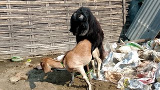 goat meating breading goat farming2024 farming2025 animals bakripalan bhakrapalan india [upl. by Suoivatram]