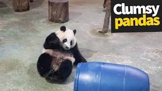 Cute and Clumsy Panda Compilation 2019  Pandas are Awesome [upl. by Eckel]