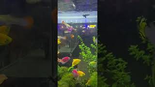 PLANTED FISH AQUARIUM SHOPnatureaquarium amazingaquarium aquarium aquariumshop wowaquarium [upl. by Silenay]