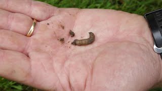 Lawn Pest Control  Chafer Grubs Leatherjackets [upl. by Nomsed]