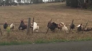 Girls laugh and then the Turkeys copy Hilarious [upl. by Erbua]