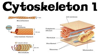 Cytoskeleton structure and function 1  actin microtubules and intermediate filaments [upl. by Atteragram881]