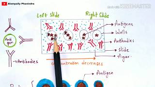 Radial immunodiffusion  Immunotechnology  Bio science [upl. by Acirre]