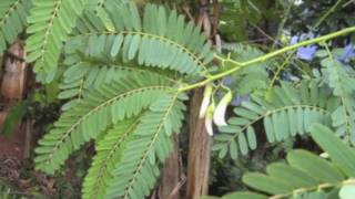 Sesbania Grandiflora Avisa [upl. by Nirtak857]