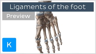 Ligaments of the foot previews  Human Anatomy  Kenhub [upl. by Aimaj]