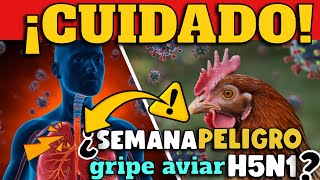 ¡ALERTA REVELAN GRAVEDAD DE INFECCIÓN POR GRIPE AVIAR H5N1  ¿SEMANA DE PELIGRO COMO COVID19 [upl. by Huang]