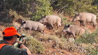 EPIC GIANT WILD BOAR HUNTS PERFECT SHOTS amp BREATHTAKING DRONE FOOTAGES [upl. by Nylitak313]