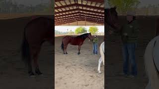 Looking good Lefty first showmanship class horse [upl. by Ahseihs23]