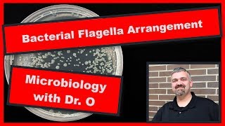 Bacterial Flagella Arrangements Microbiology [upl. by Yelsna]