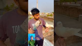 Kabutar 🤲bahut wafadar❤️ hota Hai dekhen 😱pigeon viral new short video [upl. by Nayk260]