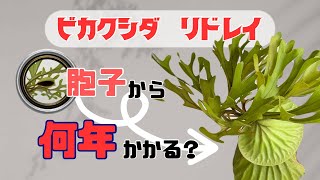 【胞子培養】ビカクシダ リドレイ 胞子から何年でカッコイイ姿になるのか [upl. by Eniac]