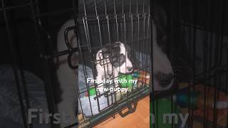 PUPPY first day home americanbully americanakita puppy dog animal viral 2024 firstpuppy [upl. by Anahir708]