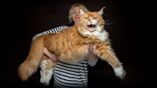 The largest Maine Coon cat in our family [upl. by Adnwahs]