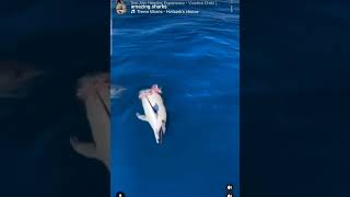 Sharks vs dolphins part 2Tiburones contra delfines parte 2 [upl. by Yuri71]