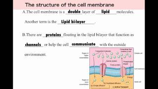 Cell Membrane 5  Selectively Permeable [upl. by Tessie265]