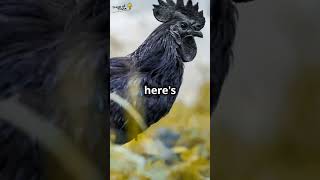 Ayam Cemani The BLACKOUT Chicken Thats Taking Over Backyards [upl. by Odin]