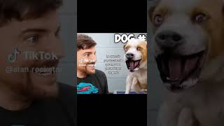 perro padres Mr beast JAJAJA [upl. by Furtek896]