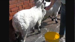 Sheep amp Goat Showmanship The 4 Step Process [upl. by Heigho371]