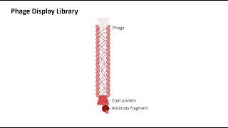 Phage Display Antibody library Learn how to plan the experimentPractical aspect [upl. by Toshiko]