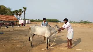 532019 Pallapatti jallikattu kaalai training [upl. by Nolaj94]