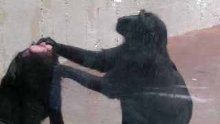 Black Crested Macaques Grooming Denver Zoo [upl. by Gold165]