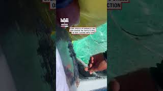 Rescuing a Turtle from Barnacles 🐢 🎥 BViral [upl. by Aniryt]