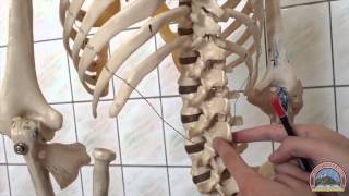 Anatomy of the Thoracic Cage [upl. by Arahsak]