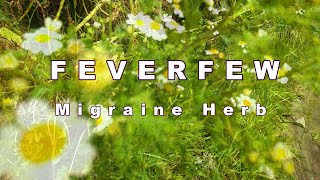 Feverfew  Idenfication amp Benefits [upl. by Eirrahs]