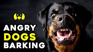 Angry Dogs Barking Sound Effect [upl. by Fernandina908]