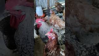 Gallinas y gallos criollos ep1094🐓🐥🐥🐣🐥 [upl. by Eizus237]