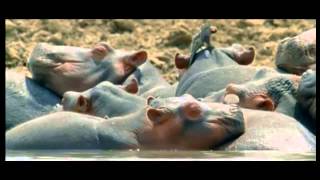 Hippopotamuses and oxpecker [upl. by Kotta]