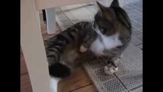 Cat with epileptic seizure Katt med epileptisk anfall [upl. by Gibb444]