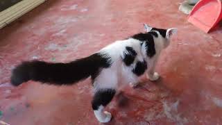 Cute kitty cat playing 😍😻😻😻 [upl. by Johm]