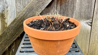 Update For Hakonechloa Aureola Japanese Forest Grass In Containers 4K  February 25 2024 [upl. by Enaoj520]