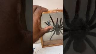 Baby Antilles Pinktoe Tarantula 💙 spidertarantulainsectsbugarthropodsinvertebratesfyp [upl. by Anelac]