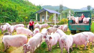 Use Truck Buy Many Pigs To Sell To People  A Day Of Trading Pigs With His Fat Brother Daily Farm [upl. by Zephan]