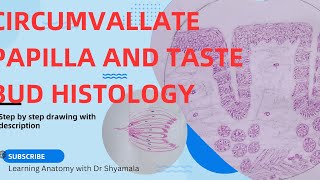 Histology of Circumvallate papillae and taste bud Step by step drawing with description [upl. by Izmar]