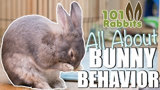 ALL ABOUT BUNNY BEHAVIOR 🐰 [upl. by Chip]