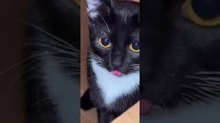 huh cat mlem huh sound effect meme [upl. by Acnaiv18]