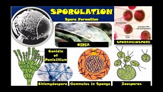 Reproduction in Organisms Class 12 Spore Formation NCERT CBSE NEET Biology Hindi Eng [upl. by Luapnaes]