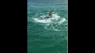 Massive Hammerhead Shark Chases Tarpon  Jumps in Boat [upl. by Anwahsed]