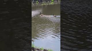 gaggle of geese swimming [upl. by Michey]