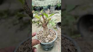 This is adenium Arabicum GODJI Champ garden yt flowers viralshort adenium shorts ytshorts [upl. by Solita]