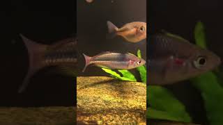 Australian native rainbow fish￼ rainbowfish aquarium fish [upl. by Naus]