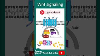 Wnt signaling pathway  1 minute cell bio [upl. by Aneda]