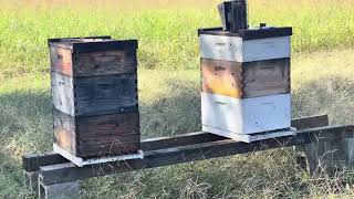 VLOG SAVANNA APIARY Game planning Part 1 of 3 [upl. by Sigfrid]