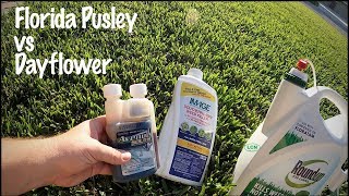 Does Store Bought Weed Killer Work  With RESULTS  Florida Pusley vs Dayflower [upl. by Hagerman]