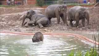 The Baby Elephant playing in water May 2013 by Jonas Martinsson [upl. by Tranquada]