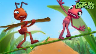 High Wire Act  🐛 Antiks amp Insectibles 🐜  Funny Cartoons for Kids  Moonbug [upl. by Yngad705]